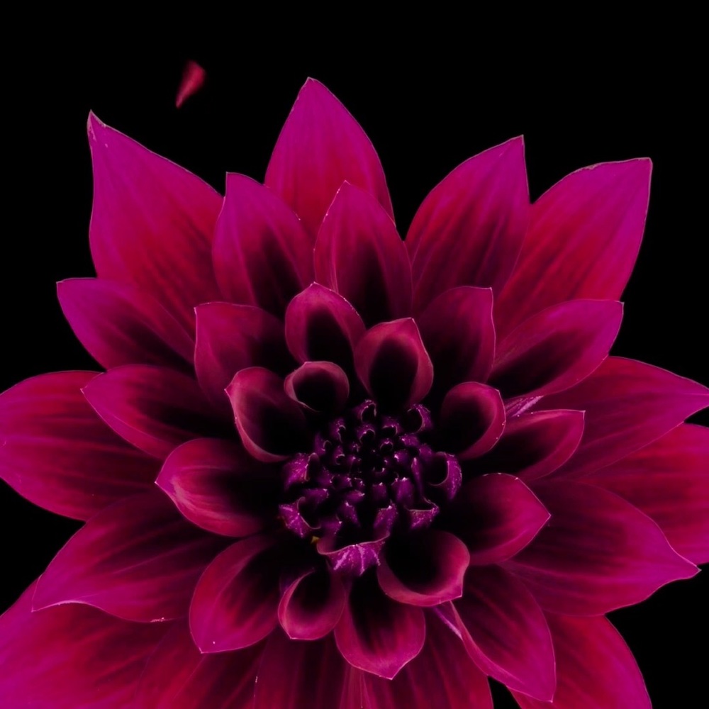 Meet your Posher, Collette